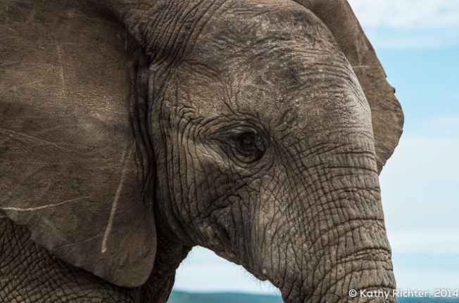 ganz nah ... Elefanten sind unglaublich anmutige Tiere.