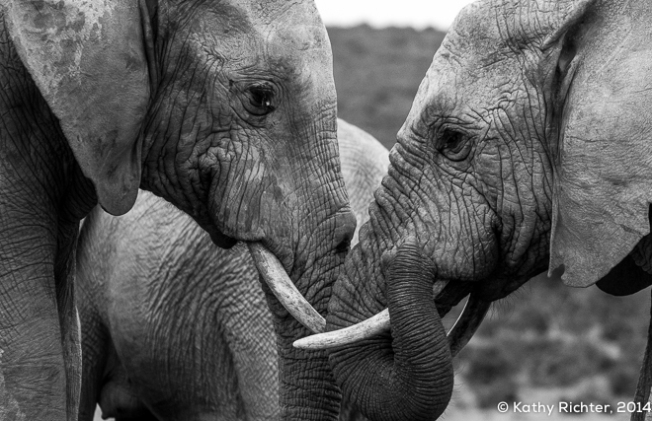 Nähe, Liebe, Zärtlichkeit. Elefanten machen sich keine Gedanken darum was in 20 Jahren sein wird. Sie geniessen den Augenblick.
